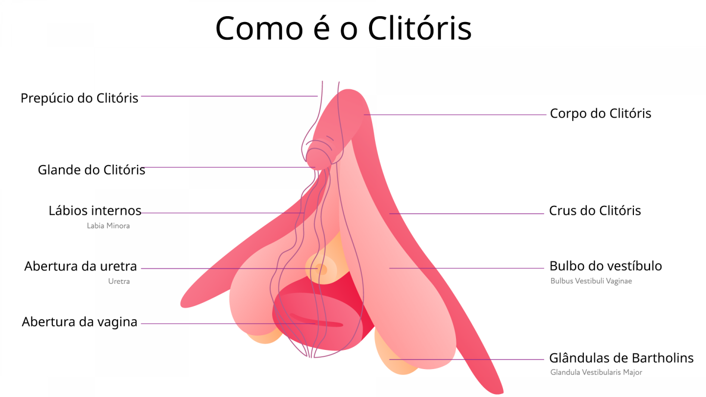 Anatomia do clitóris detalhada